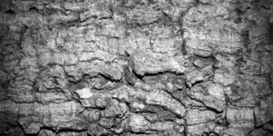 Tree Bark Stock Photo